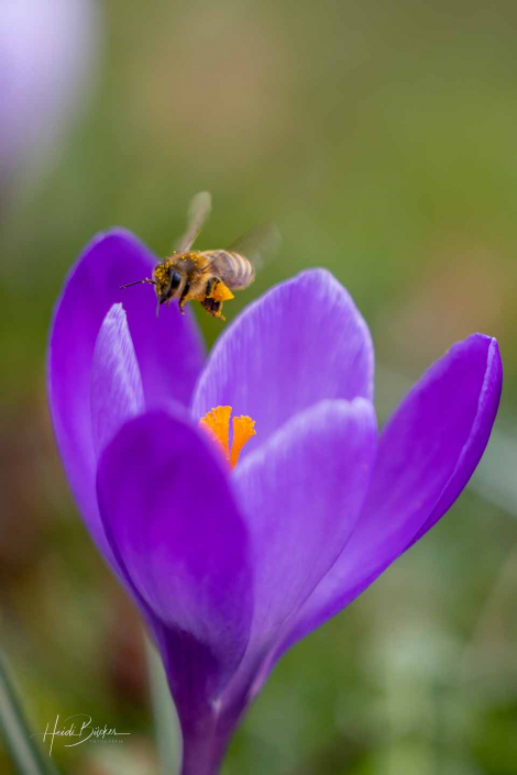 Krokuswiese Schlosspark Bad Berleburg