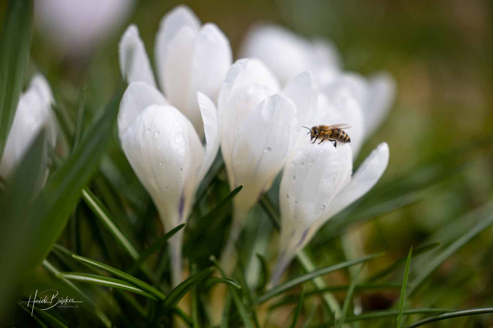 Krokuswiese Schlosspark Bad Berleburg