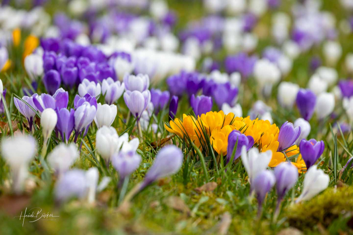 Krokuswiese Schlosspark Bad Berleburg