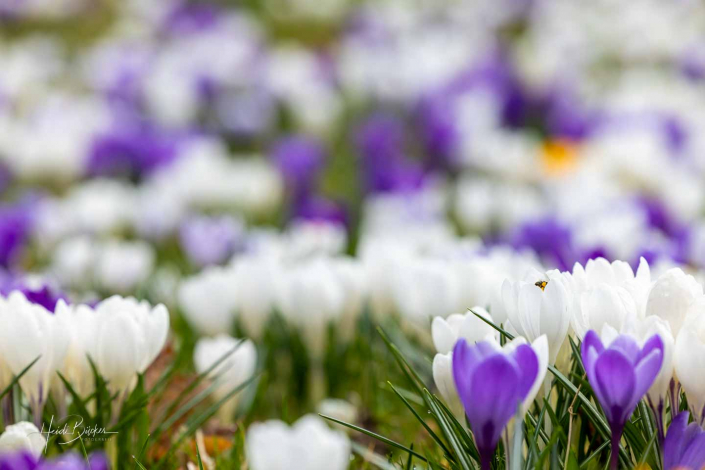 Krokuswiese Schlosspark Bad Berleburg