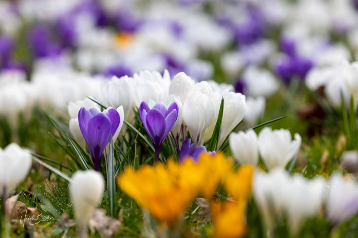 Krokuswiese Schlosspark Bad Berleburg