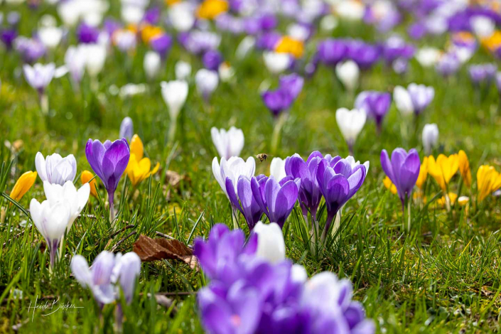 Krokuswiese Schlosspark Bad Berleburg