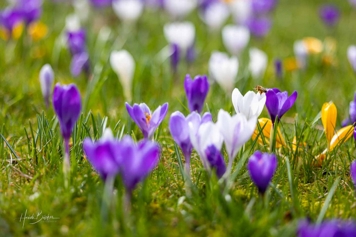 Krokuswiese Schlosspark Bad Berleburg