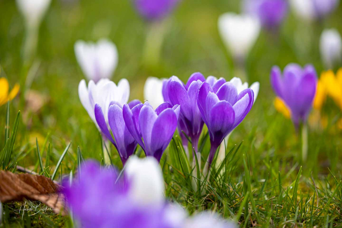 Krokuswiese Schlosspark Bad Berleburg