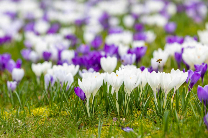 Krokuswiese Schlosspark Bad Berleburg