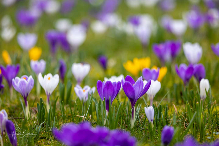 Krokuswiese Schlosspark Bad Berleburg