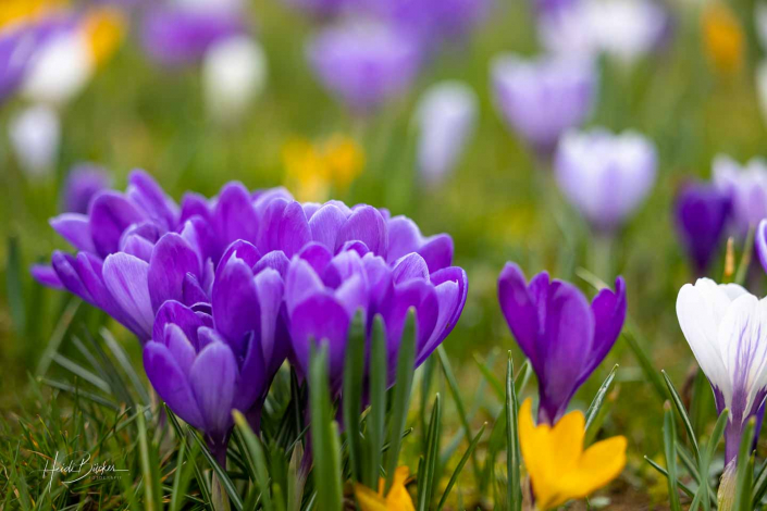 Krokuswiese Schlosspark Bad Berleburg