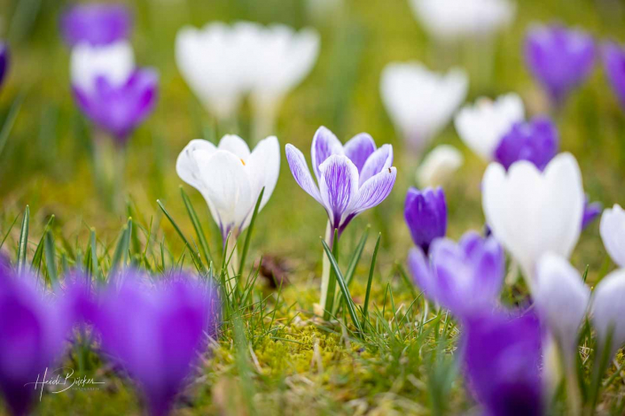 Krokuswiese Schlosspark Bad Berleburg