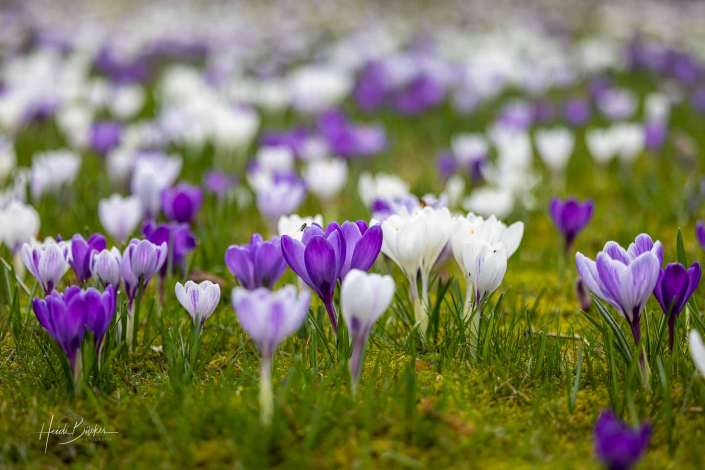 Krokuswiese Schlosspark Bad Berleburg