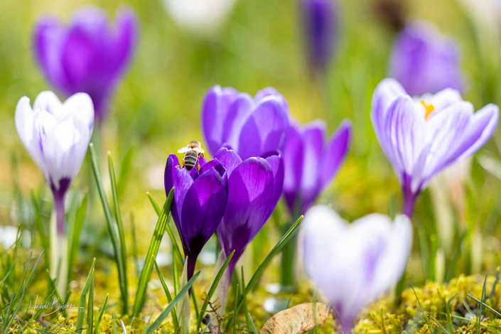 Krokuswiese Schlosspark Bad Berleburg