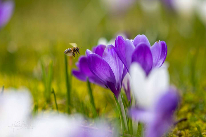 Krokuswiese Schlosspark Bad Berleburg