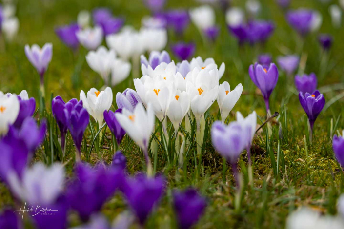 Krokuswiese Schlosspark Bad Berleburg