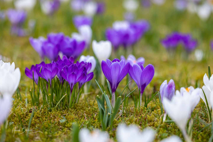 Krokuswiese Schlosspark Bad Berleburg