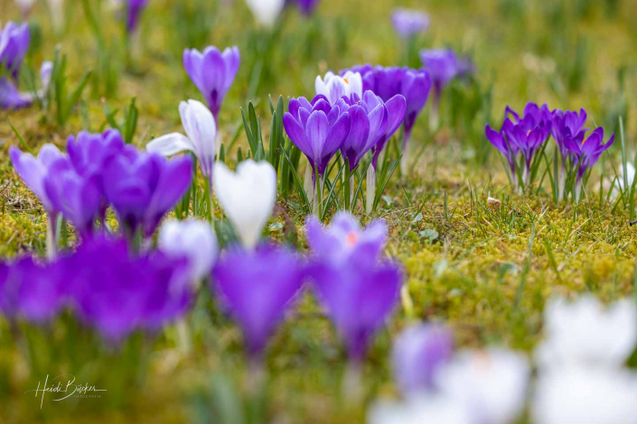 Krokuswiese Schlosspark Bad Berleburg