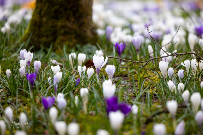 Krokuswiese Schlosspark Bad Berleburg