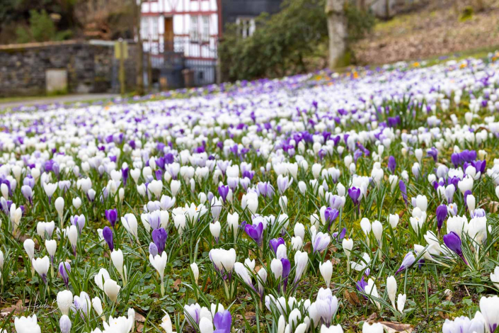Krokuswiese Schlosspark Bad Berleburg
