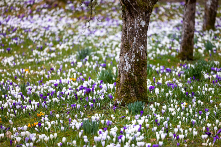 Krokuswiese Schlosspark Bad Berleburg