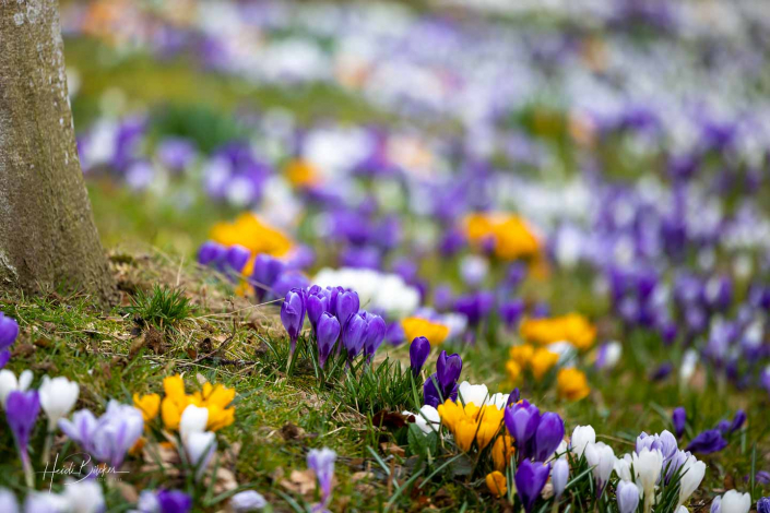 Krokuswiese Schlosspark Bad Berleburg