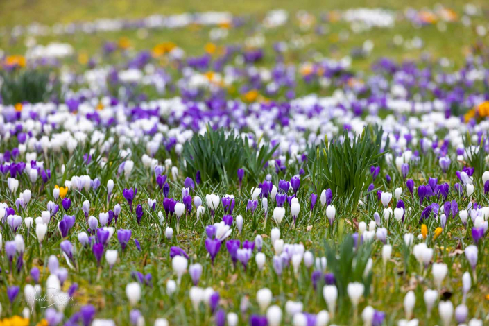 Krokuswiese Schlosspark Bad Berleburg