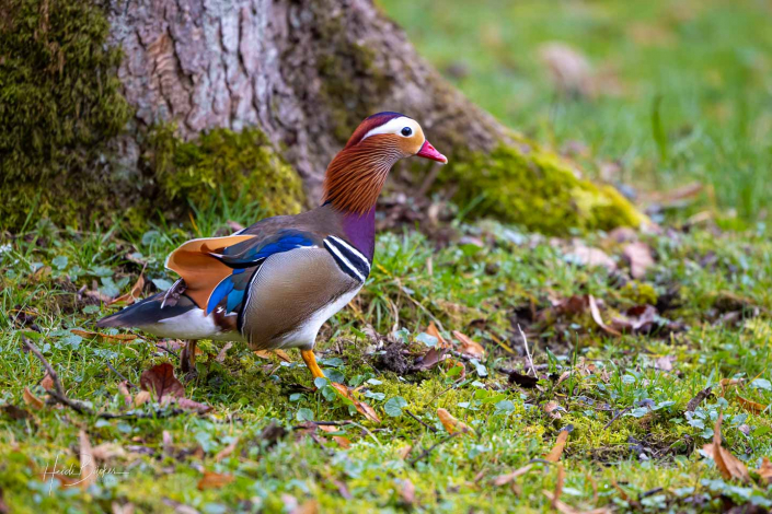 Mandarinente Mandarinente