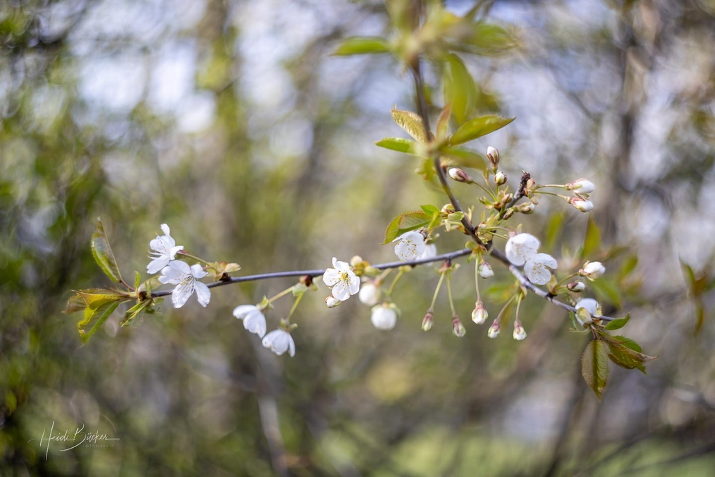 Wilde Kirschblüte (prunus avium)