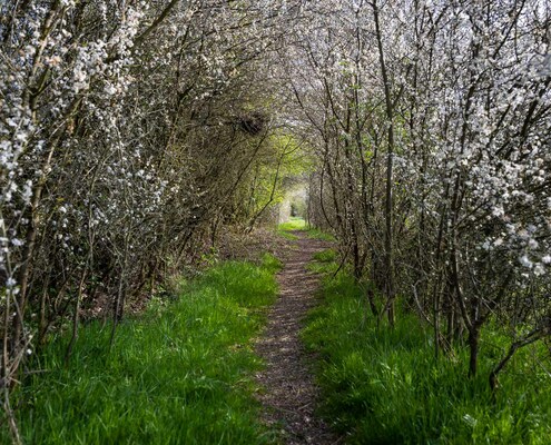 Hardt-Erlebnispfad Arpe