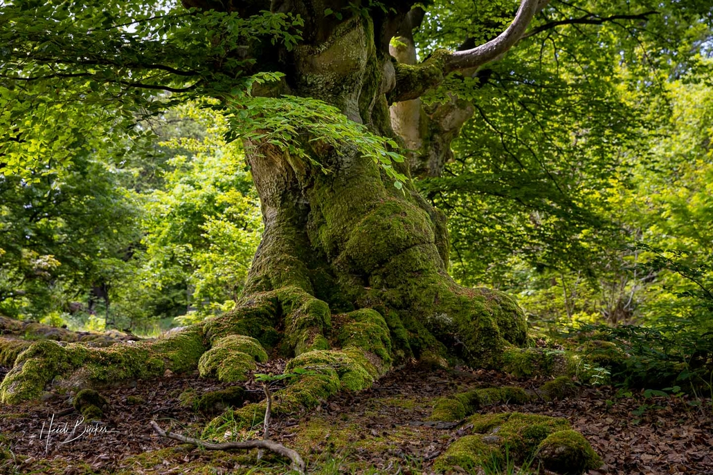 Hutebuche im Hutewald Halloh Hutebuche im Hutewald Halloh