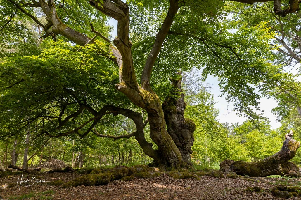 Hutebuche im Hutewald Halloh Hutebuche im Hutewald Halloh