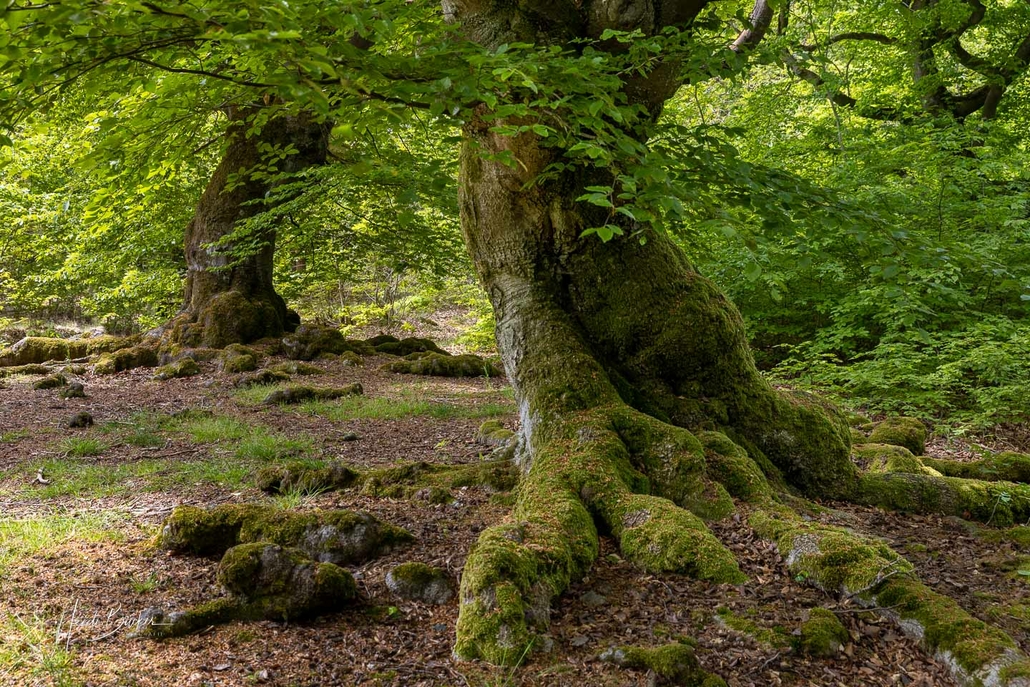 Hutebuche im Hutewald Halloh Hutebuche im Hutewald Halloh
