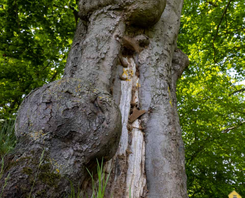 Kleinersches Tor Kleinersches Tor