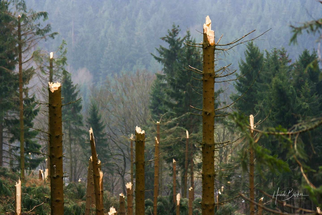 Abgebrochene Fichten oberhalb von Vorwald