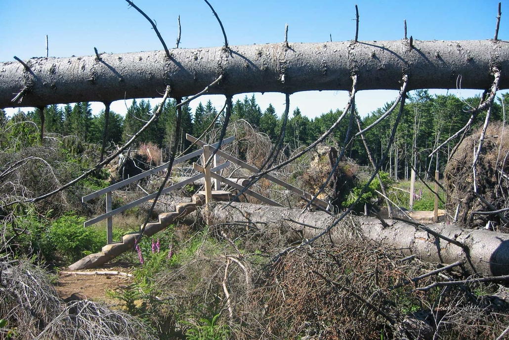 Kyrill-Pfad Schanze Juni 2008 Kyrill-Pfad Schanze Juni 2008