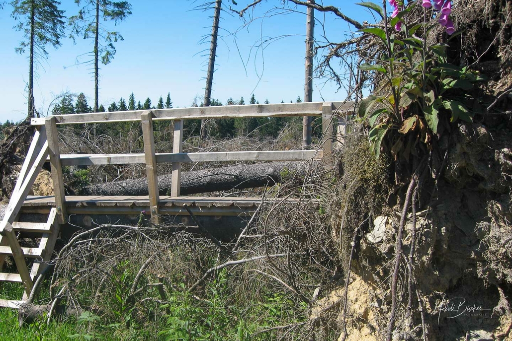 Kyrill-Pfad Schanze Juni 2008 Kyrill-Pfad Schanze Juni 2008