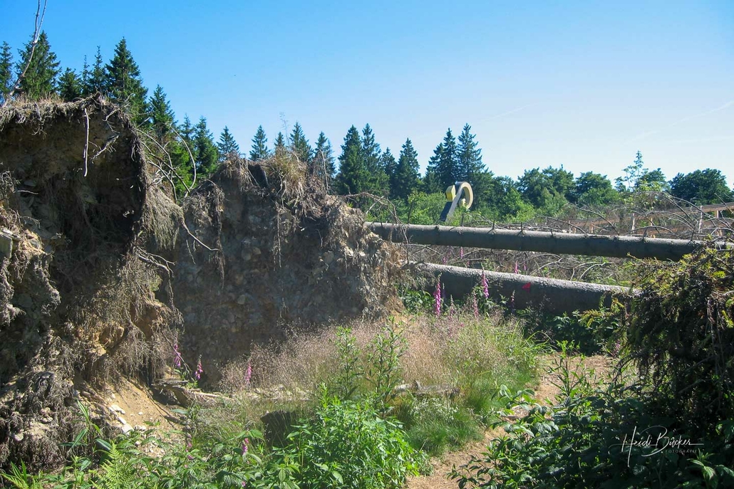 Kyrill-Pfad Schanze Juni 2008 Kyrill-Pfad Schanze Juni 2008