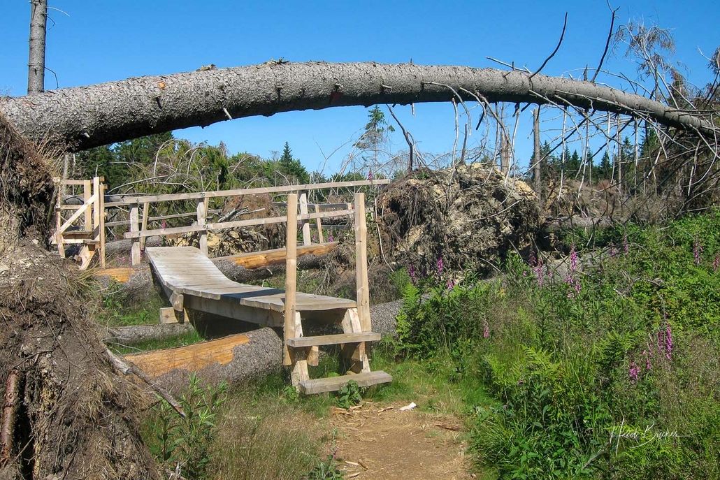 Kyrillpfad Schanze im Juni 2008