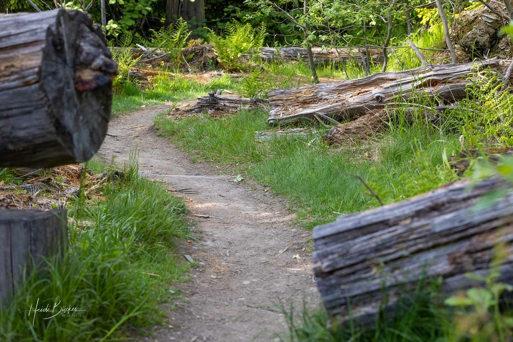 Baumstämme im Zersetzungsprozess