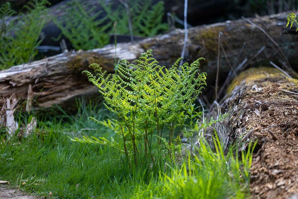 Farn zwischen morschen Baumstämmen