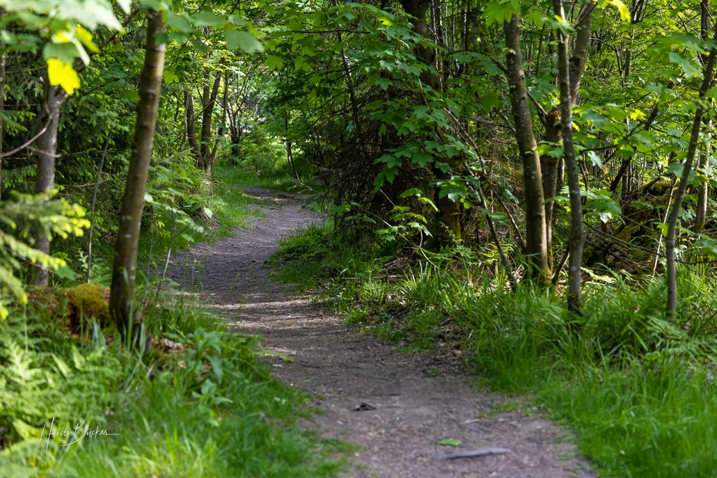 Kyrill-Pfad im Juni 2023