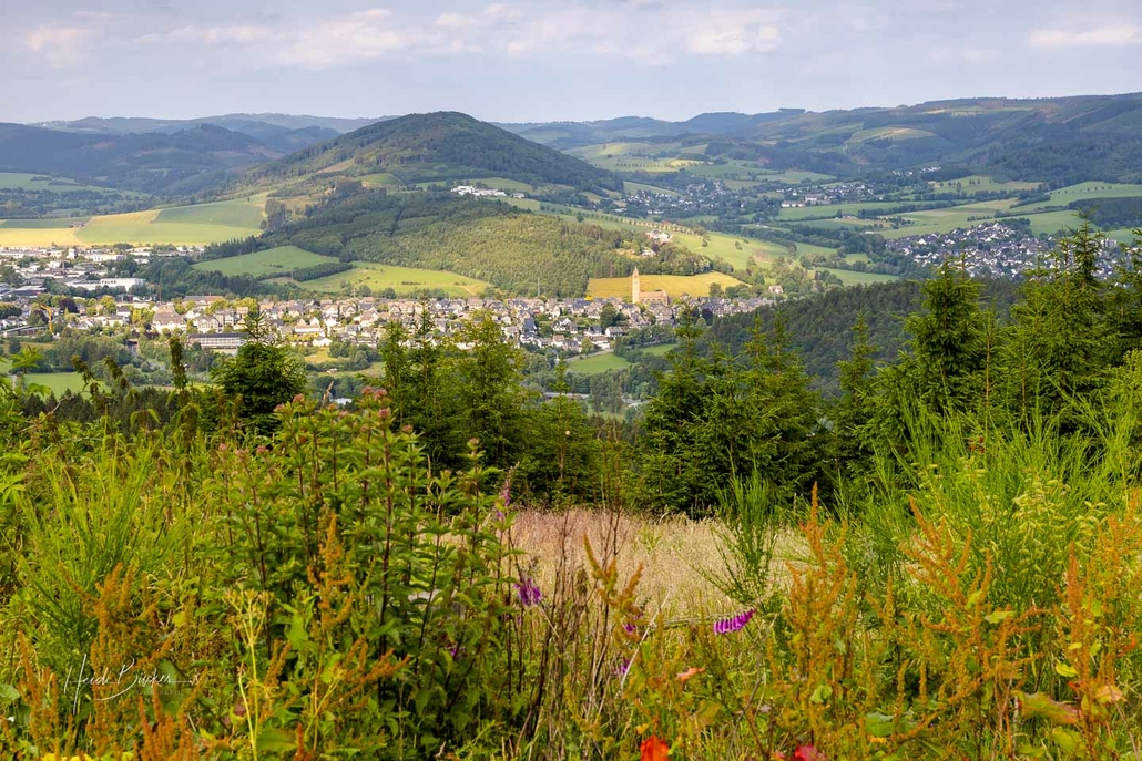 Pionierpflanzen breiten sich aus