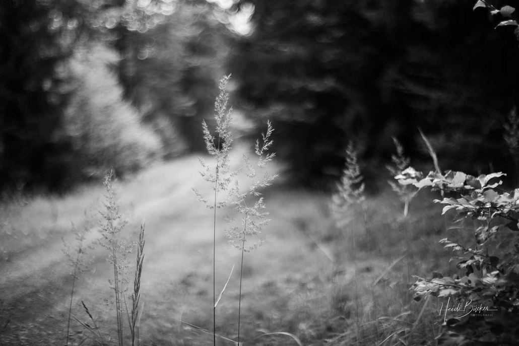 Gräser am Wegesrand