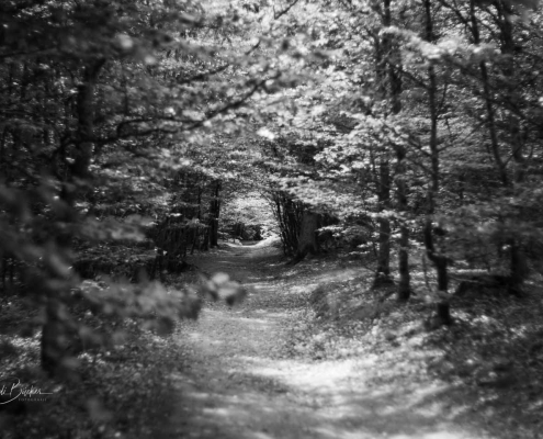 Waldweg zwischen Schanze und Kühhude