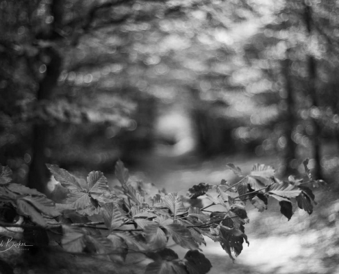 Waldweg zwischen Schanze und Kühhude