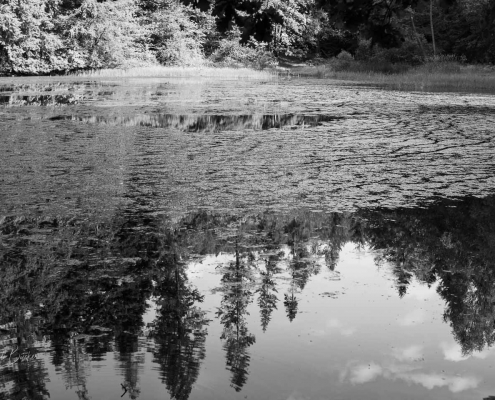 Wasserspiegelung am Mühlenteich