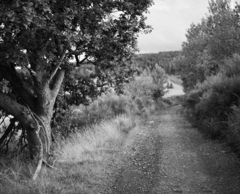 Am Truftehain bei Bad Berleburg