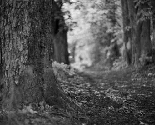 Kastanienallee in Bad Berleburg