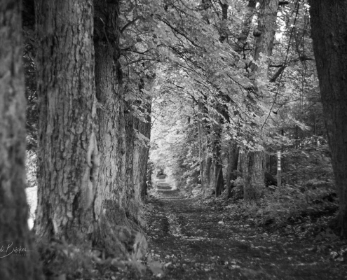 Kastanienallee in Bad Berleburg