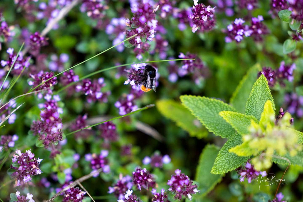 Wilder Thymian