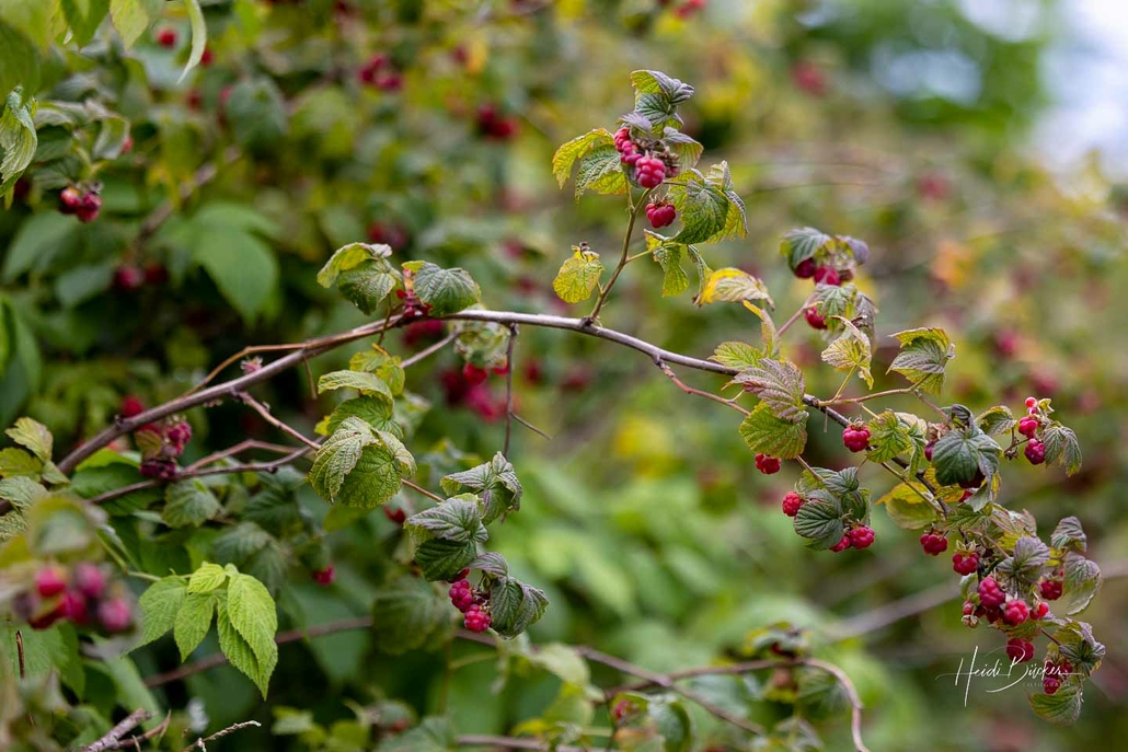 Himbeeren