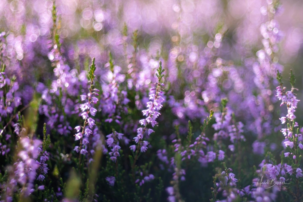 Blühende Heide