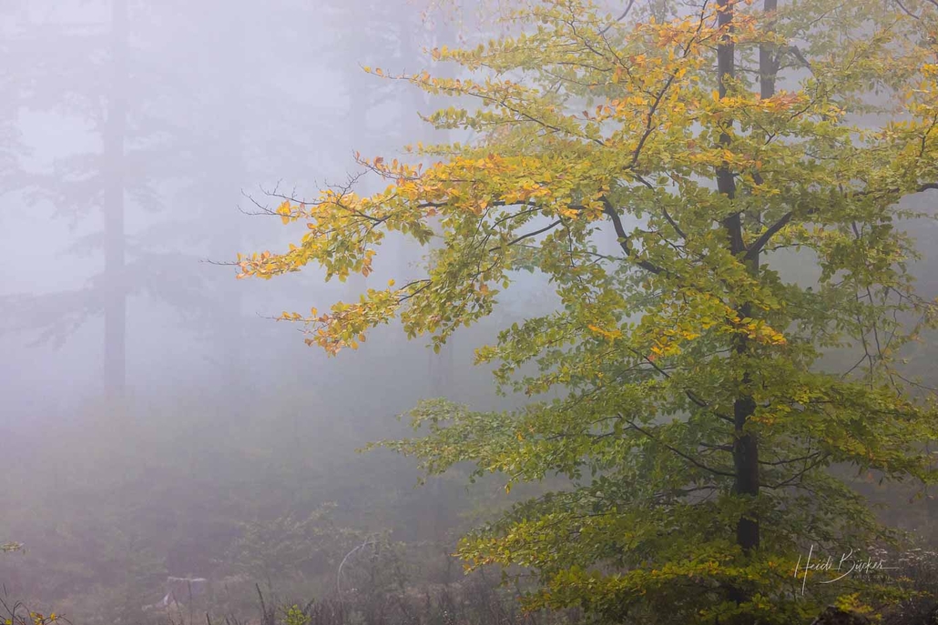 Herbstlich verfärbte Buche
